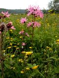 Ragged Robin